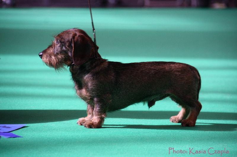 Crufts2011_2 822.jpg